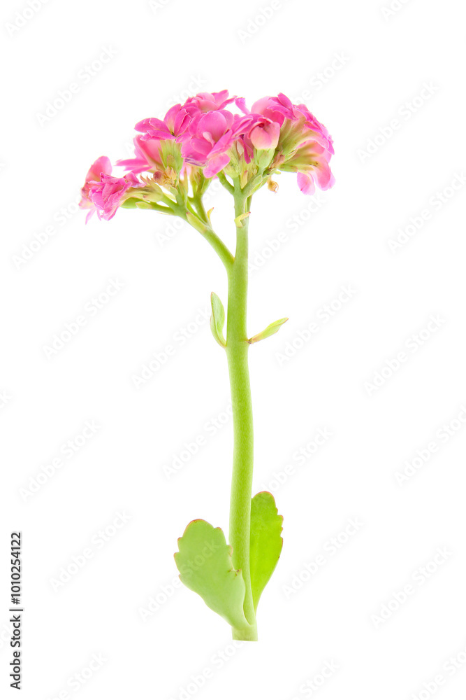 pink flowers of kalanchoe isolated on a white background pink flowers of kalanchoe isolated on a white background