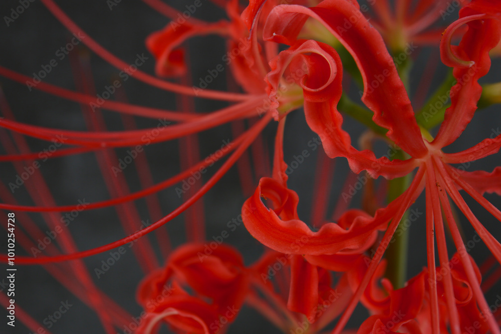 red flowers of spider lily on a dark background red flowers of spider lily on a dark background