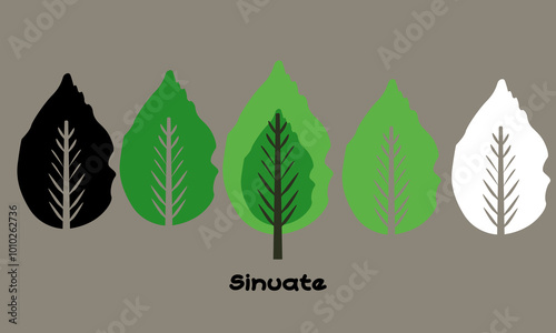 Vector illustration set sinuate leaves photo