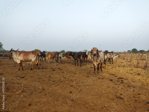 camels in the desert photo