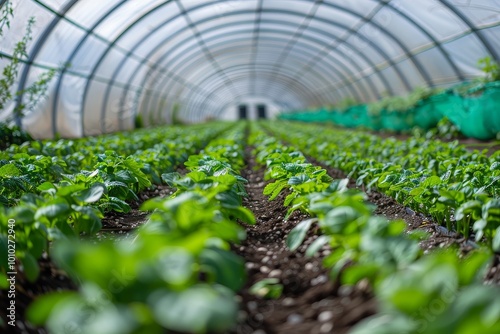 Greenhouse with rows of lettuce growing inside, surrounded by garden beds and greenery, featuring a metal frame and white plastic cover, with an open door leading to the farm field outside.