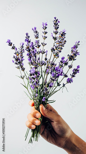 Hand Holding Fresh Lavender Sprigs