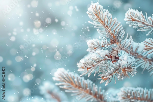 Snow covered pine branch contrasted against a clear blue sky, displaying a striking winter scene with a tranquil and serene atmosphere.