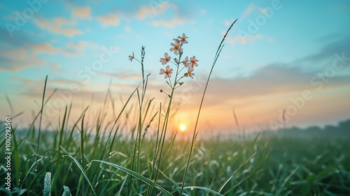 Wallpaper Mural Tall flowering grass on green meadow at sunrise or sunset Torontodigital.ca