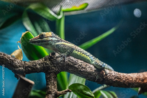 Like the Smallwood anole clinging to a branch, find your balance no matter how narrow the path, Audubon Zoo, New Orleans, Louisiana, United States of America photo
