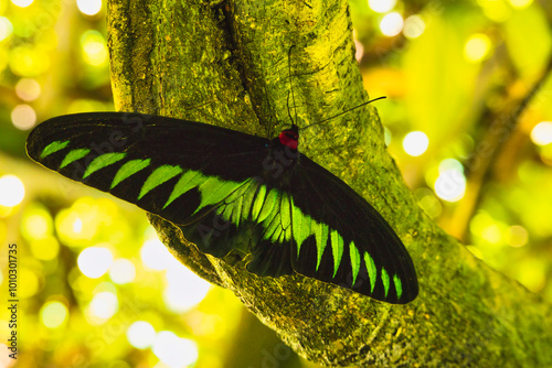 Photography Discover the stunning butterfly photography opportunities and peaceful ambiance of Taman Rama-rama garden in Kuala Lumpur