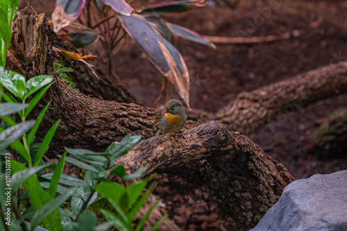 A bird on a branch is a moment of balance, where earth and sky meet in harmony, Audubon Zoo, New Orleans, Louisiana, United States of America photo