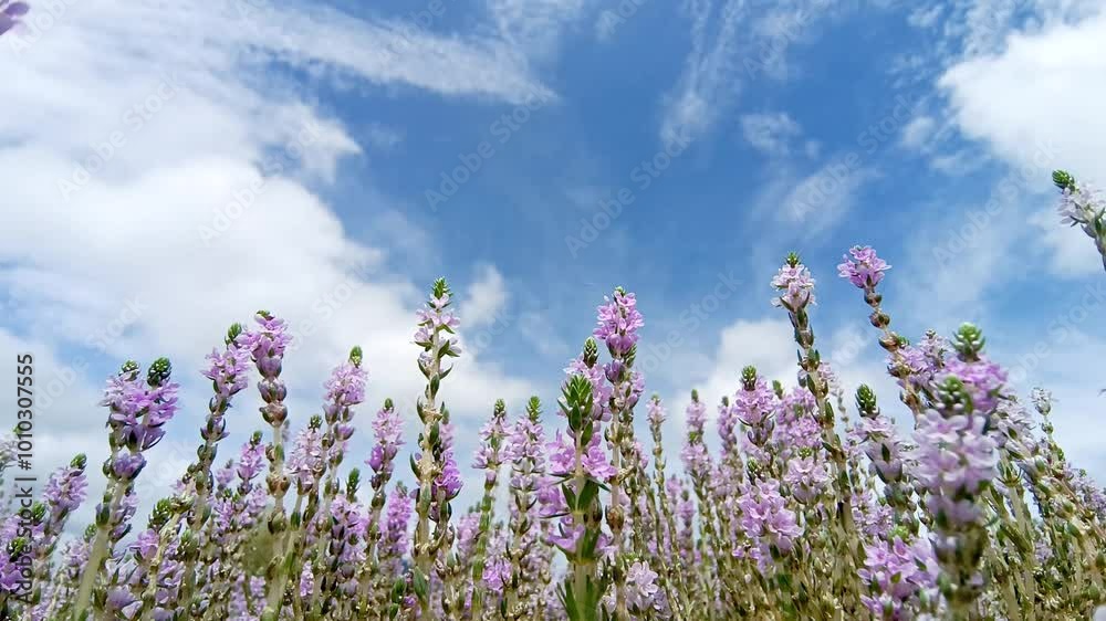 Beautiful pink and purple flowers swaying in the breeze. bottom view. taken in Myanmar. Beautiful pink and purple flowers swaying in the breeze. bottom view. taken in Myanmar.