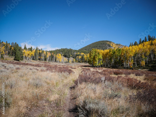 ATV trail through grassy meadow and aspen trees in Gunnison National Forest near Sargents Colorado in autumn