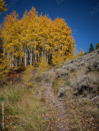 Dirt trail through grassy hillside and yellow aspens in Gunnison National Forest near Sargents Colorado in autumn