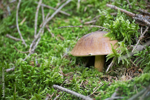 Close-up of a wild penny bun mushroom growing in a lush green forest surrounded by moss and foliage