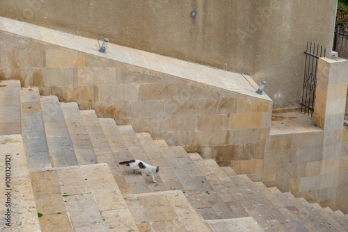 one tricolor cat running up the stairs in Baku. High quality photo