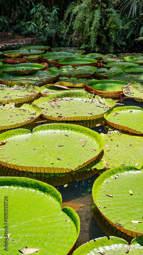 Vitória-Régia at Amazon Rainforest - Belém, Pará (BR)