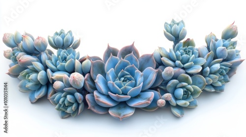 A close-up view of blue Echeveria succulents with flower buds arranged in a natural crown formation, beautifully illuminated.