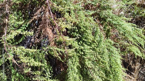 Hiking a Trail in a Chaparral Hilly Habitat looking at a Bush Plant with Africanized Bees pollination the Flowers photo