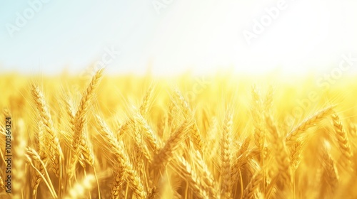 Golden Wheat Field Under Sunny Sky