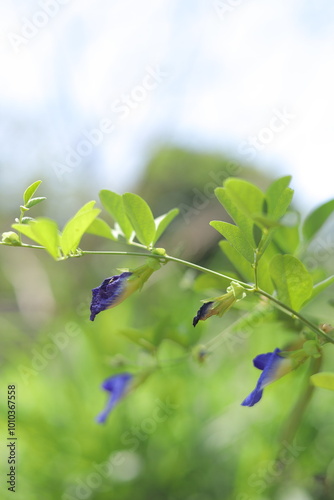 This garden is perfect for many herbal plants and also serves as a biotope for many animals. photo