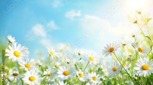 A field of daisies basking in the sun with a bright blue sky behind them.