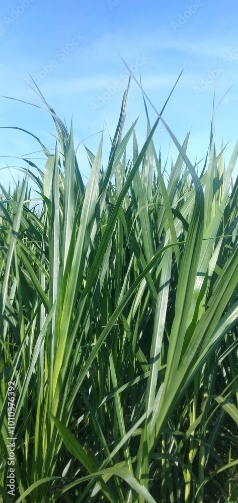 Obraz premium Elephant grass plants at the edge of the garden