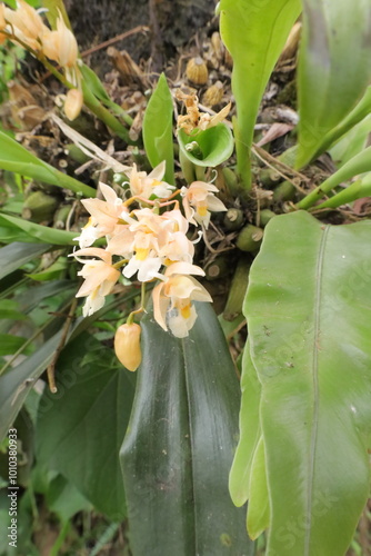 This garden is perfect for many herbal plants and also serves as a biotope for many animals. photo