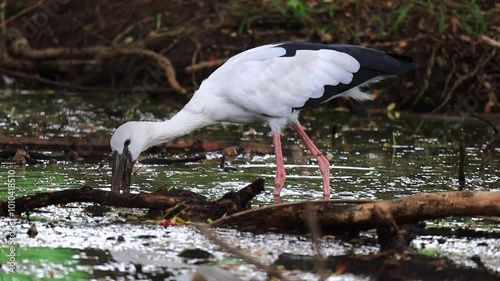 Asian openbill stork, Anastomus oscitans, large wading bird, stalking prey in pond of forest park, also called open-beak because the two parts of the bill touch only at the base and tip, normal speed photo