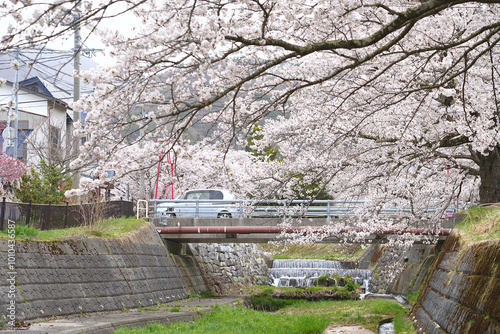 Bridge over a small canal Where cherry blossoms bloom during spring in the city of Kawageta, Fukushima of Japan. photo