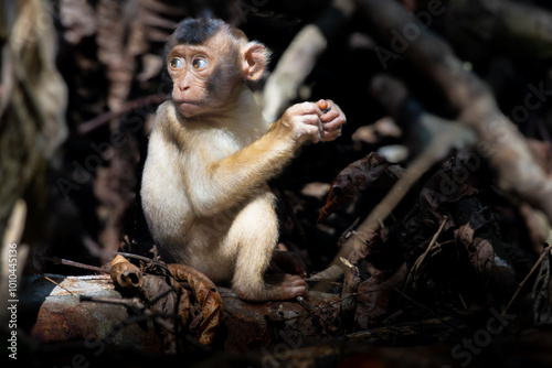 Pig Tailed Macaque (Juvenile)