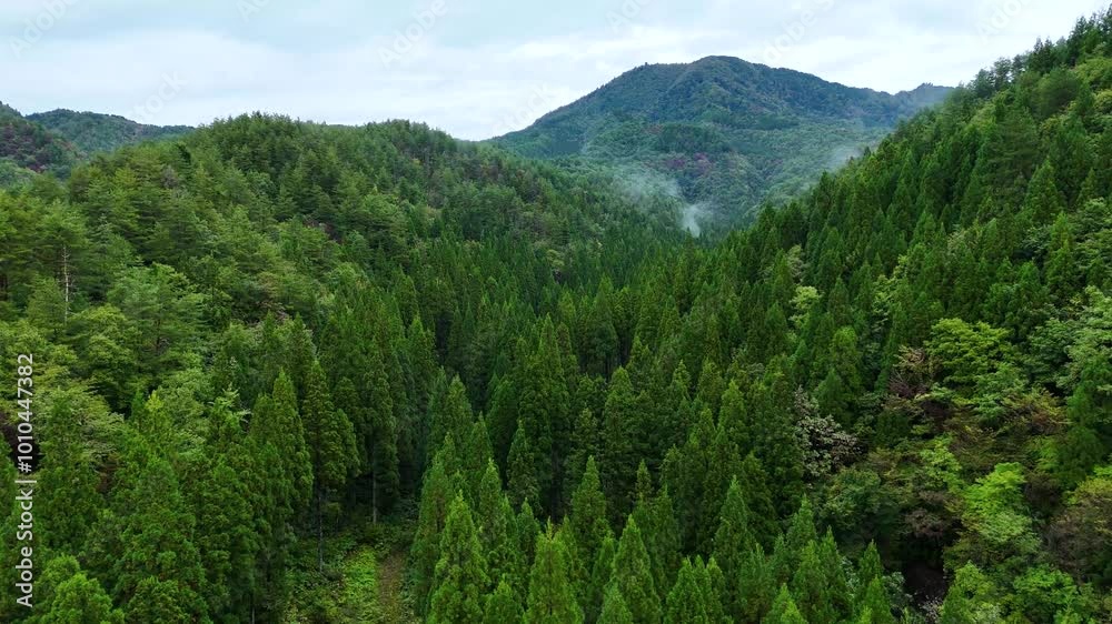 朝霧に包まれた山　雨に濡れた森林　空撮　自然風景 　10月　朝モヤ　靄　秋