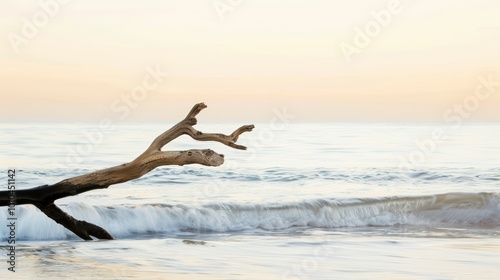 Driftwood Branch at the Beach Edge at Sunset