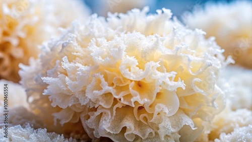 Extreme close-up of Chinese gelatinous fungi Tremella fuciformis, also known as snow fungus