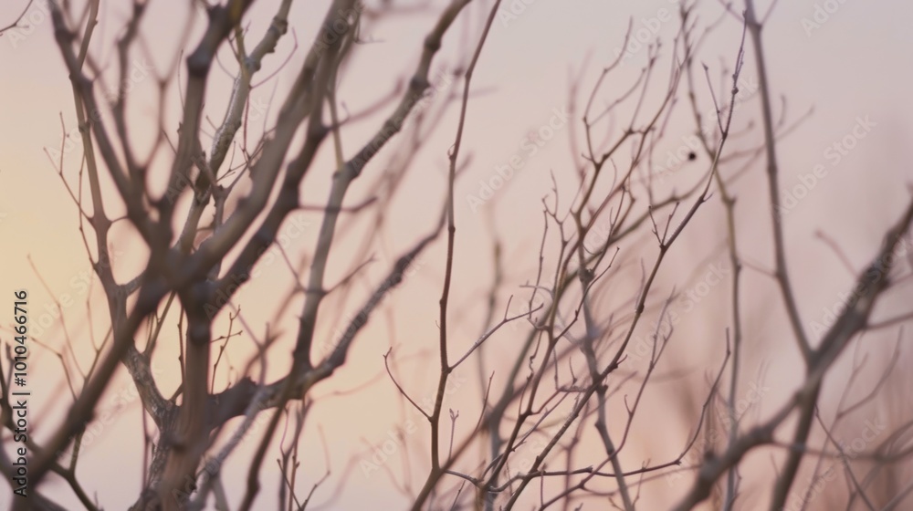 Leafless Branches Tangle in Sharp Focus Leafless Branches Tangle in Sharp Focus