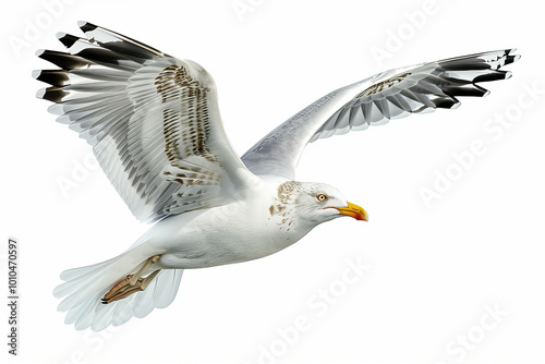 Stunning Detailed Close-up of a Soaring Seagull in Flight Isolated on White Background, Perfect for Nature and Wildlife Themes photo