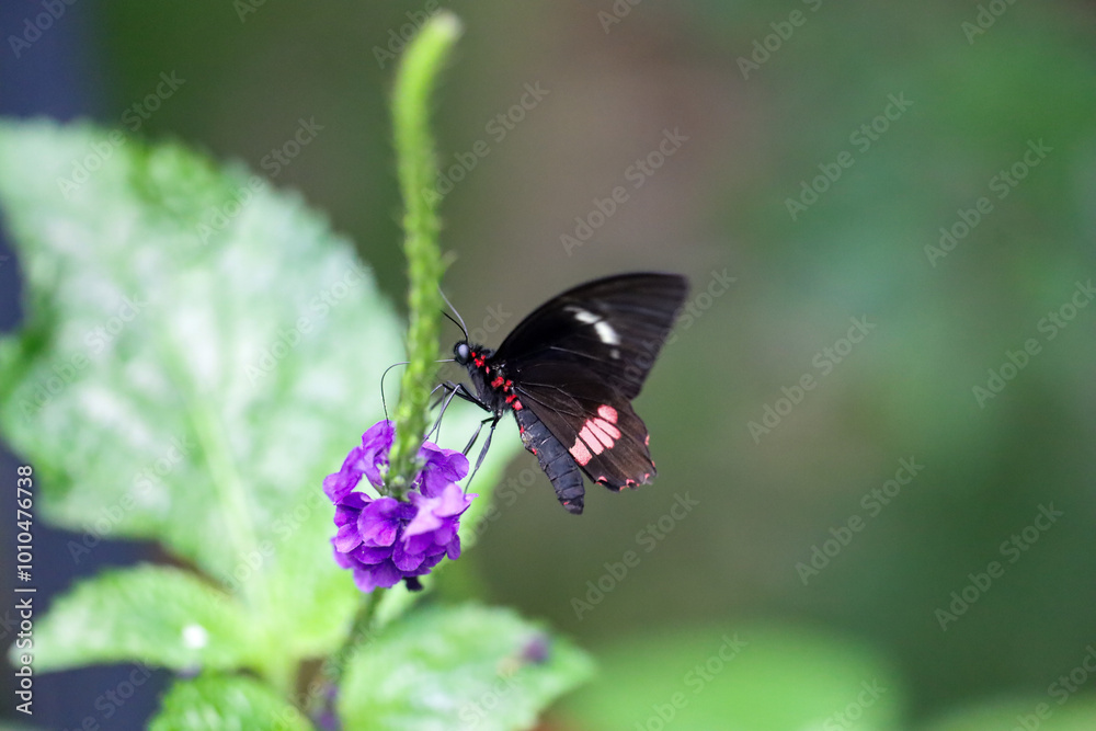 View of a mimic kite swallowtail (mimoides ilus branchus) butterfly sucking up the nectar from a flower with it's proboscis . View of a mimic kite swallowtail (mimoides ilus branchus) butterfly sucking up the nectar from a flower with it's proboscis .