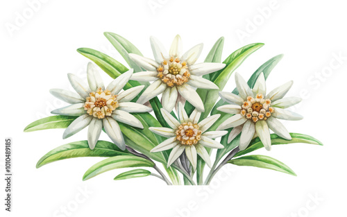 Wallpaper Mural watercolor Edelweiss flower set isolated from white background Torontodigital.ca