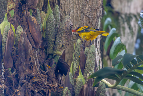 Black Naped Oriole