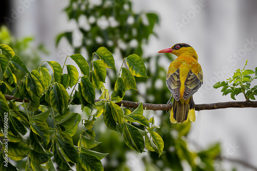 Black Naped Oriole