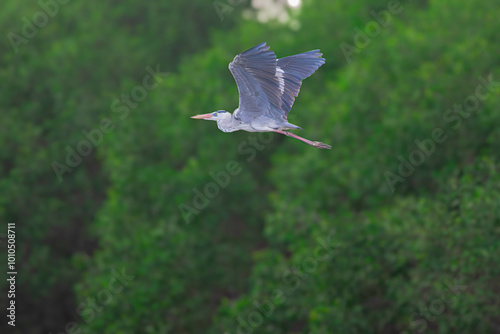 Grey Heron