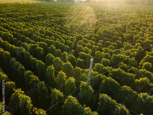 A flight above the Bavarian Hops fields before harvesting season start photo