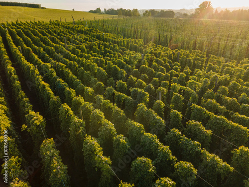 A flight above the Bavarian Hops fields before harvesting season start photo