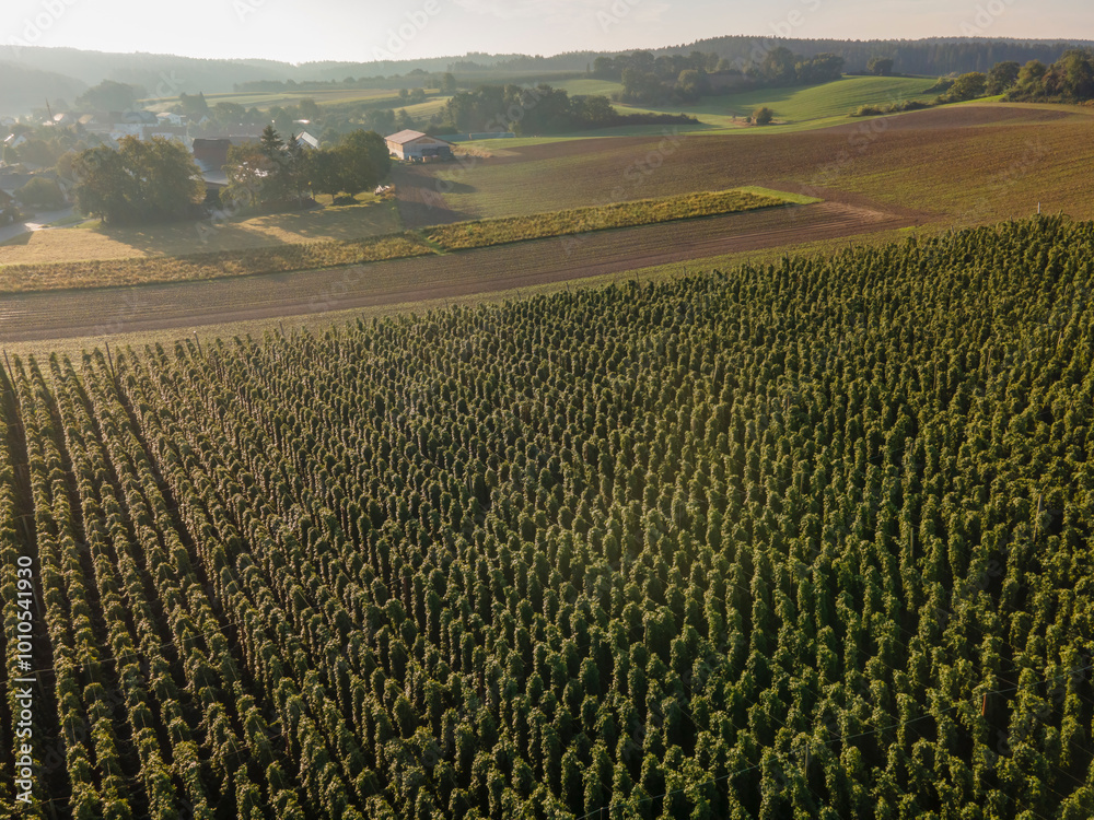 A flight above the Bavarian Hops fields before harvesting season start A flight above the Bavarian Hops fields before harvesting season start