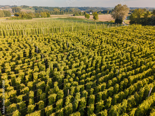 A flight above the Bavarian Hops fields before harvesting season start photo