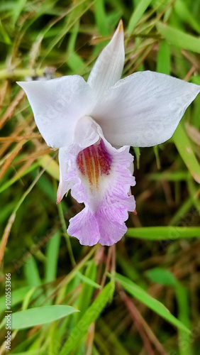 Arundina Graminifolia or Bamboo Orchid. Arundina Graminifolia is a species of orchid also known as Bamboo Orchid. photo