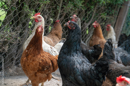 A group of free-range chickens is captured in a natural farm environment. The chickens roam freely on gravel ground, with their vibrant red combs standing out against their feathered bodies. The scene photo