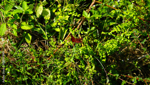 photography of close up dragonfly perched on a leaf with a blurry green natural background