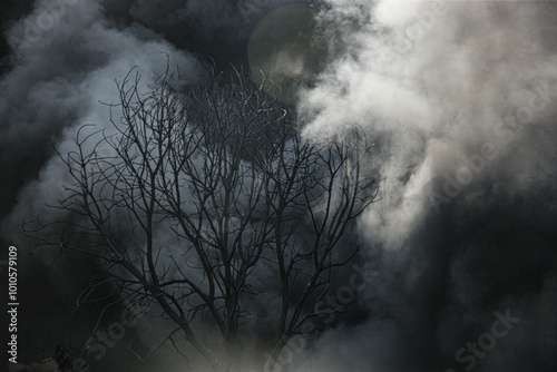 A branch of a tree that was burned during a fire. photo