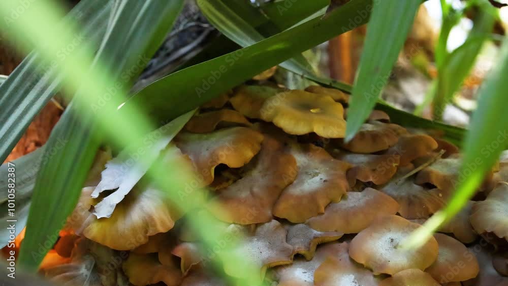 Mushrooms in Melbourne Zoo Habitat