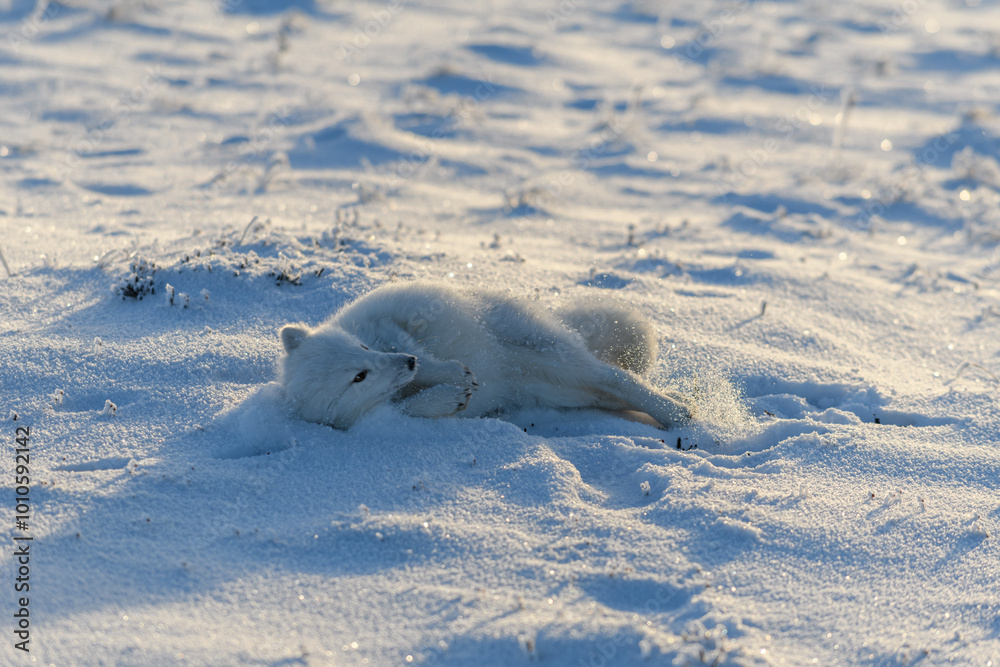 Wild arctic fox lying in tundra in winter time. Funny arctic fox playing.