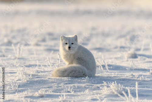 Wild arctic fox (Vulpes Lagopus) in tundra in winter time. White arctic fox sitting.