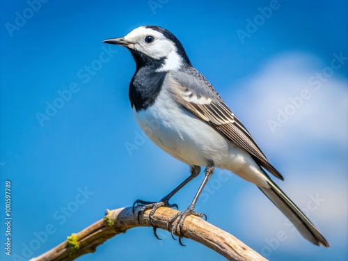 Elegant White Wagtail in Natural Habitat - Motacilla alba Perched on a Branch with Clear Blue Sky Background