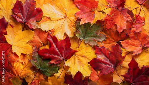 autumn maple leaves background